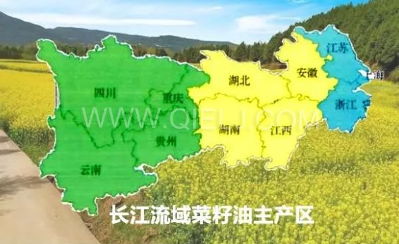 濃香菜籽油成套設備，企鵝糧油機械品質出眾(圖1)