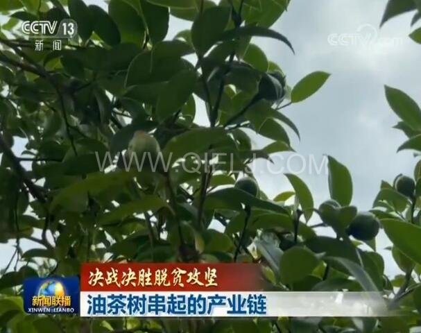 新聞聯(lián)播決戰(zhàn)決勝脫貧攻堅之油茶樹串起的產(chǎn)業(yè)鏈(圖1) 新聞聯(lián)播決戰(zhàn)決勝脫貧攻堅之油茶樹串起的產(chǎn)業(yè)鏈(圖1)