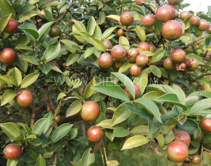 茶籽油壓榨設(shè)備認(rèn)準(zhǔn)企鵝機(jī)械，性能穩(wěn)定操作便利(圖1)